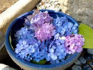 神吉神社の紫陽花