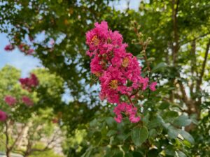 百日紅の花