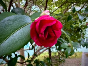 咲き始めのサザンカの花