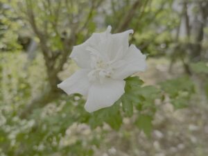 木槿の花