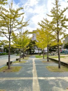 銀杏の木