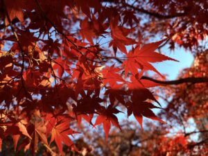 紅葉の写真